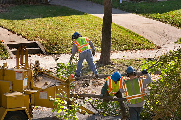 Best Tree Removal  in Noble, OK